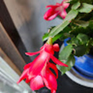 Meet your Posher, Dawn